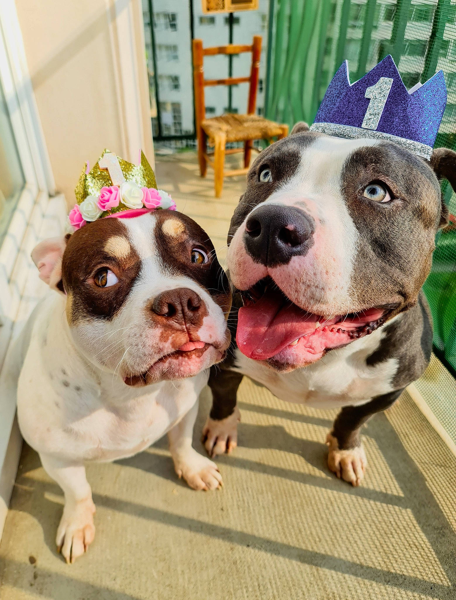 Blue Et Belle a rejoint le concours — aidez-le/la à gagner de superbes lots ! bulldog, canidae, carnivore, collar, companion_dog, dog, dog_breed, dog_collar, fawn, flooring, french_bulldog, fur, leash, pink, puppy, snapshot, snout, sporting_group, whiskers, working_animal