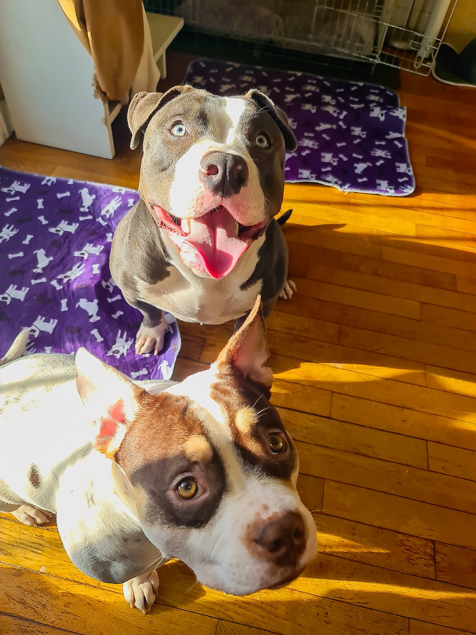 Blue Et Belle participe au concours pour gagner de l'argent avec cette photo : canidae, carnivore, collar, companion_dog, dog, dog_breed, dog_clothes, dog_collar, dog_supply, fawn, flooring, fur, hardwood, smile, snout, sporting_group, varnish, whiskers, wood, working_animal