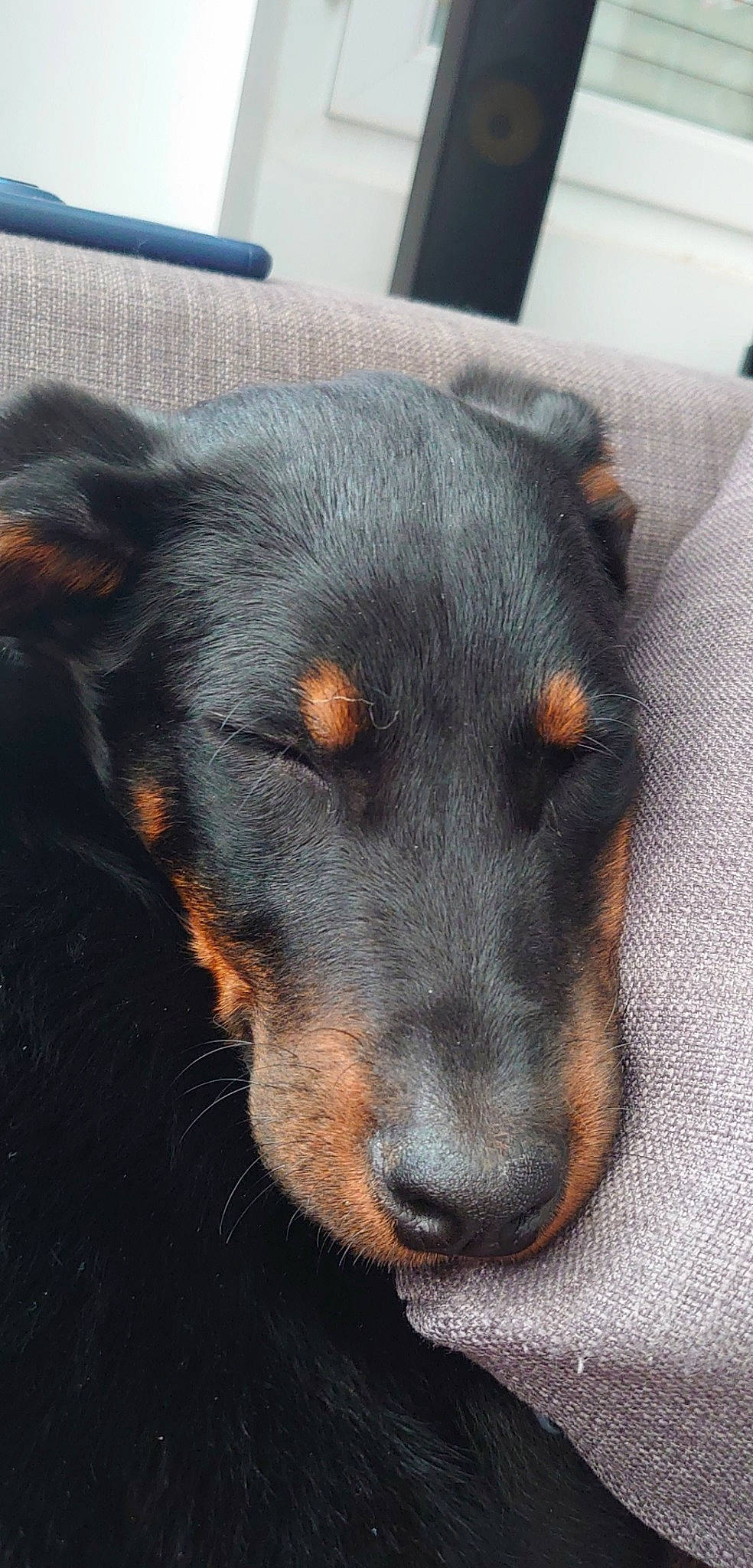 Beetle a rejoint le concours — aidez-le/la à gagner de superbes lots ! beauceron, black_and_tan_terrier, canidae, carnivore, dog, dog_breed, german_pinscher, huntaway, jagdterrier, lancashire_heeler, mammal, manchester_terrier, snout, toy_manchester_terrier, vertebrate