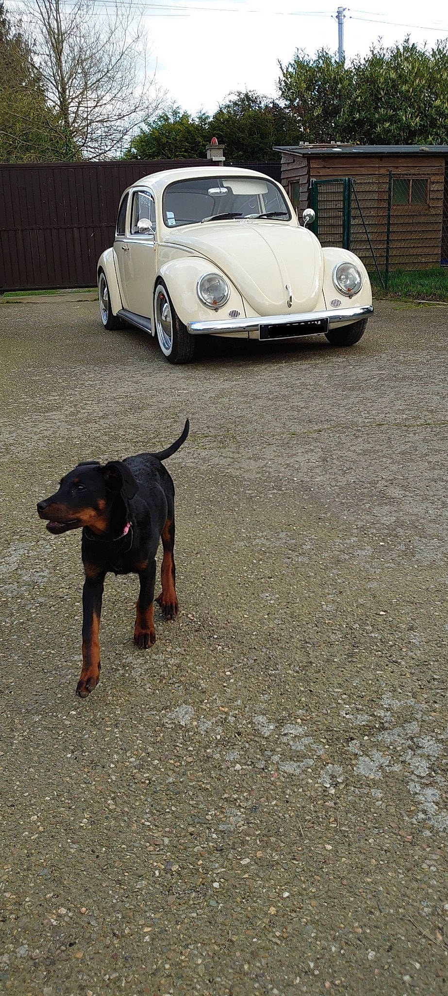 Beetle a rejoint le concours — aidez-le/la à gagner de superbes lots ! canidae, car, carnivore, classic, classic_car, coupe, dog, dog_breed, family_car, guard_dog, motor_vehicle, sedan, vehicle