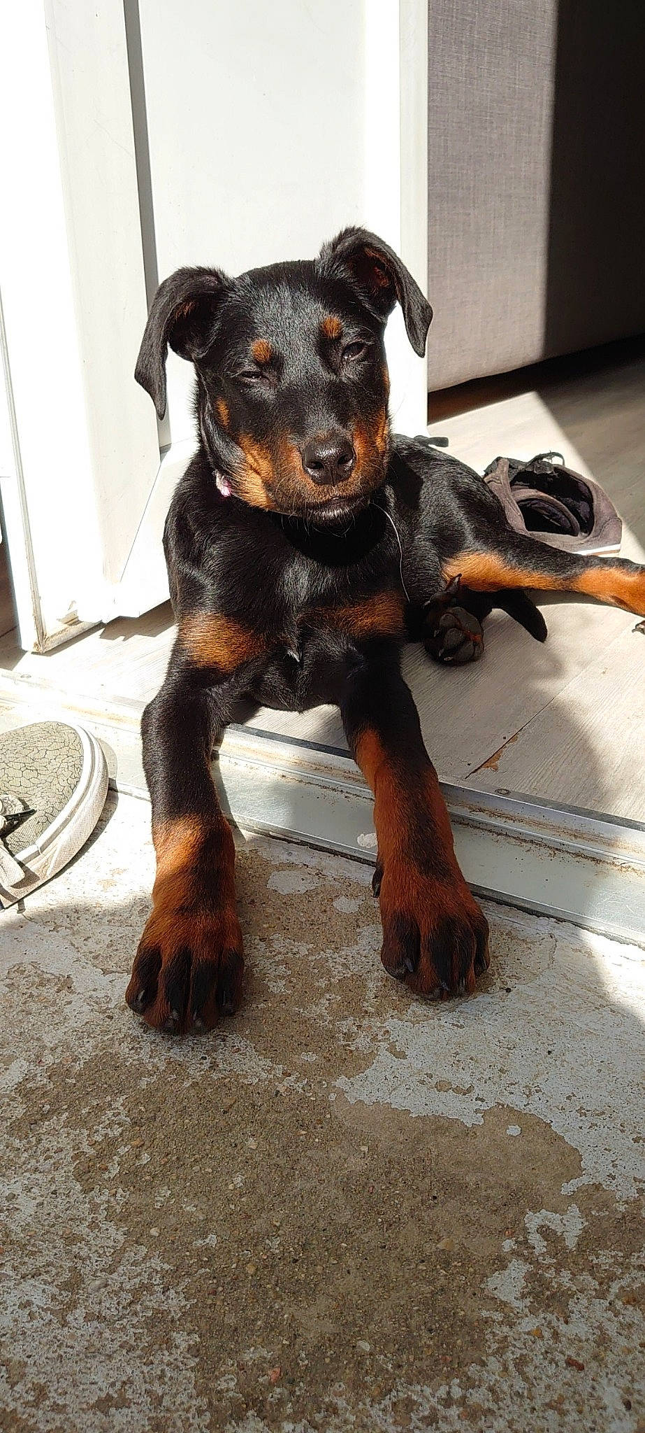 Beetle a rejoint le concours — aidez-le/la à gagner de superbes lots ! beauceron, black_and_tan_terrier, canidae, carnivore, dobermann, dog, dog_breed, german_pinscher, guard_dog, huntaway, jagdterrier, mammal, manchester_terrier, miniature_pinscher, pinscher, rare_breed_dog, snout, sporting_group, toy_manchester_terrier, vertebrate