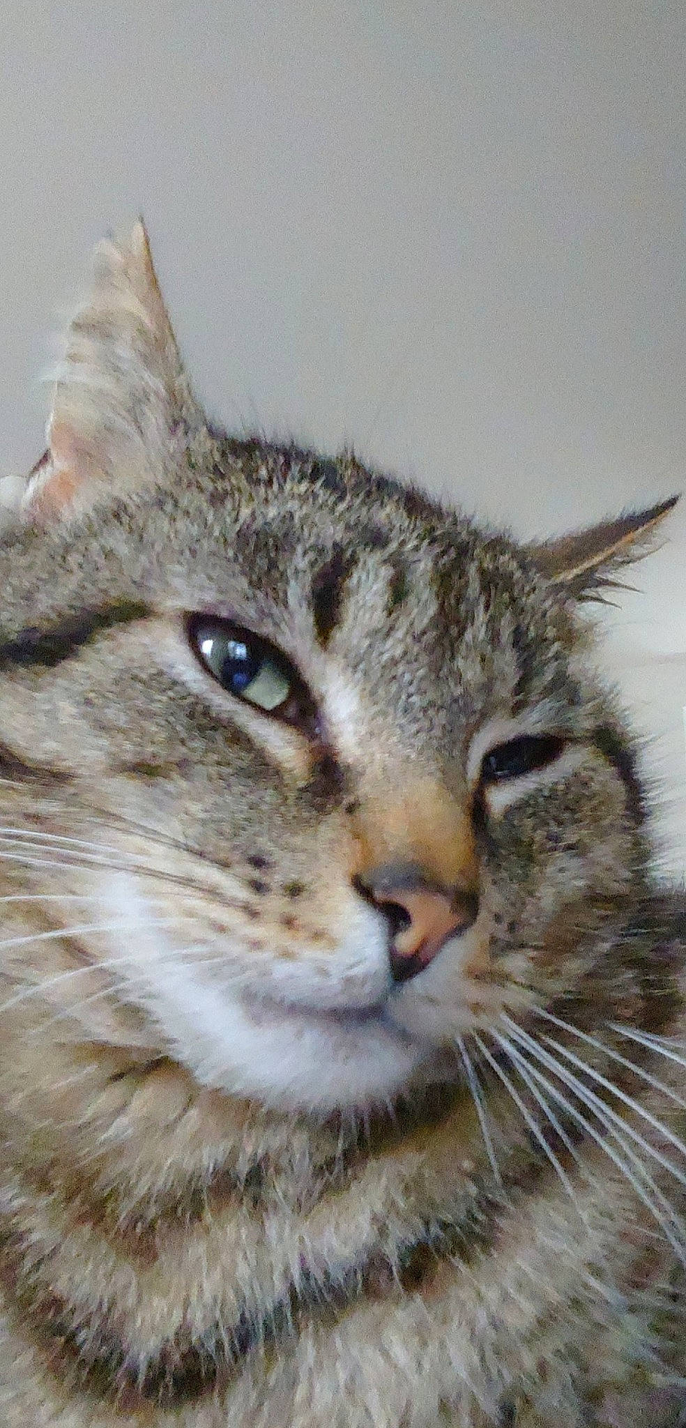 Mimi participe au concours pour gagner de l'argent avec cette photo : aegean_cat, american_wirehair, asian, australian_mist, carnivore, cat, close_up, domestic_short_haired_cat, dragon_li, european_shorthair, eye, felidae, mammal, pixie_bob, small_to_medium_sized_cats, snout, tabby_cat, vertebrate, whiskers, wild_cat