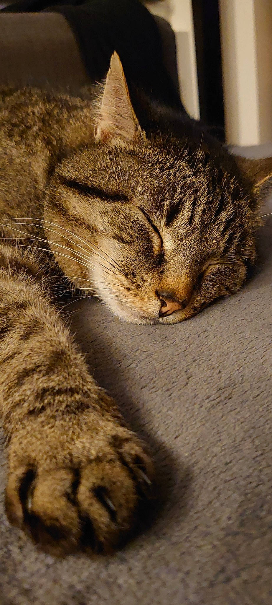 Mimi a rejoint le concours — aidez-le/la à gagner de superbes lots ! american_shorthair, asian, california_spangled, carnivore, cat, chausie, domestic_short_haired_cat, dragon_li, european_shorthair, felidae, fur, mammal, ocicat, paw, pixie_bob, small_to_medium_sized_cats, snout, tabby_cat, whiskers, wild_cat