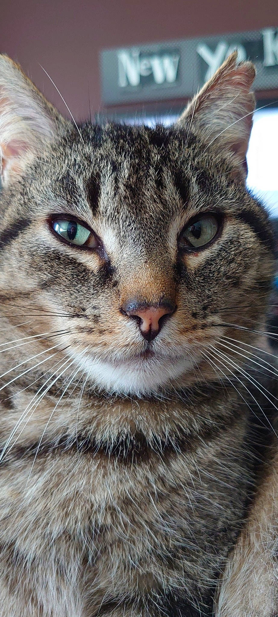 Mimi participe au concours pour gagner de l'argent avec cette photo : aegean_cat, american_shorthair, american_wirehair, asian, carnivore, cat, close_up, domestic_short_haired_cat, dragon_li, european_shorthair, eye, felidae, mammal, nose, pixie_bob, small_to_medium_sized_cats, snout, tabby_cat, vertebrate, whiskers