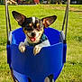dog, puppy, swing, playground, park, grass, smiling, outdoor, sunny, blue, pet, happy, canine, leisure, daytime, greenery, animal, fun, play, ears