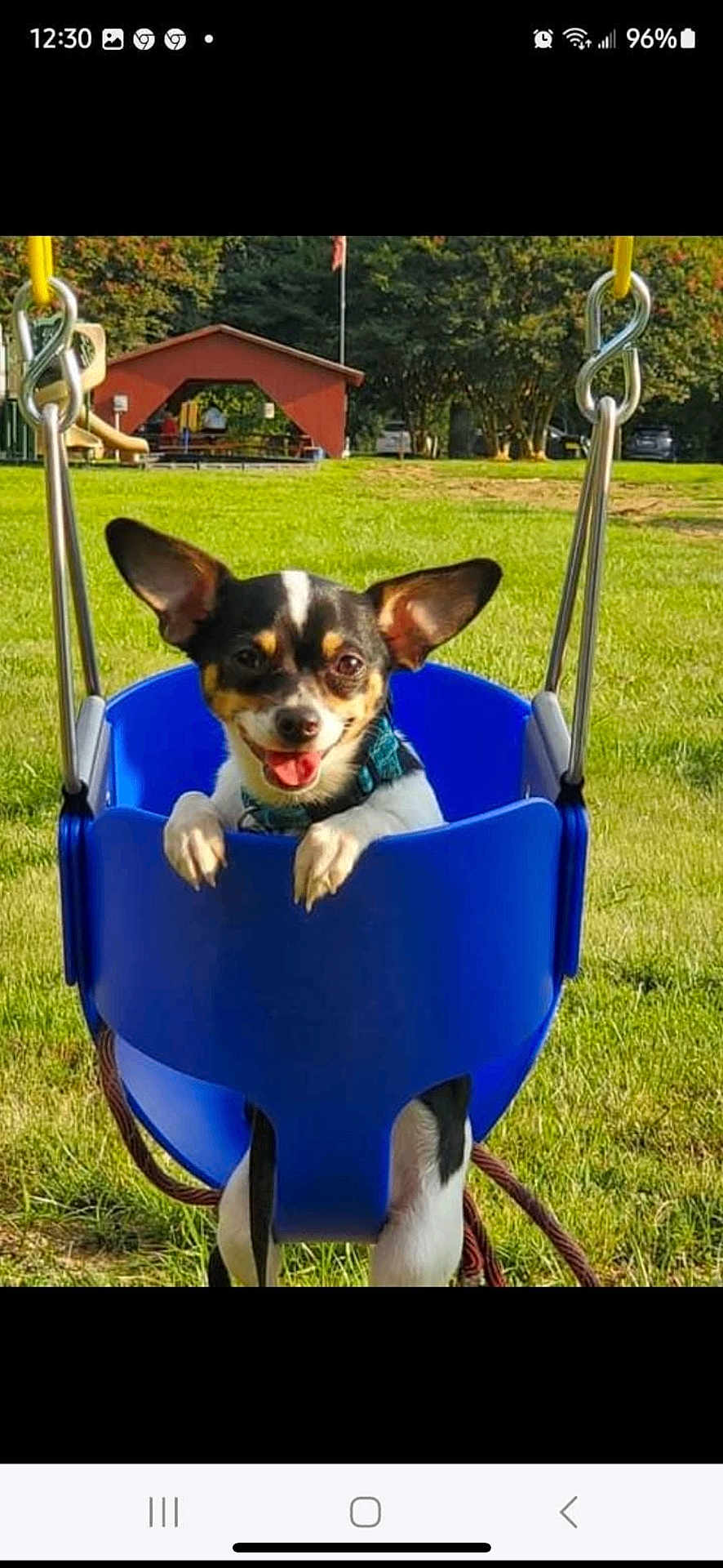 Max joined the competition — help win amazing prizes! dog, puppy, swing, playground, park, grass, smiling, outdoor, sunny, blue, pet, happy, canine, leisure, daytime, greenery, animal, fun, play, ears