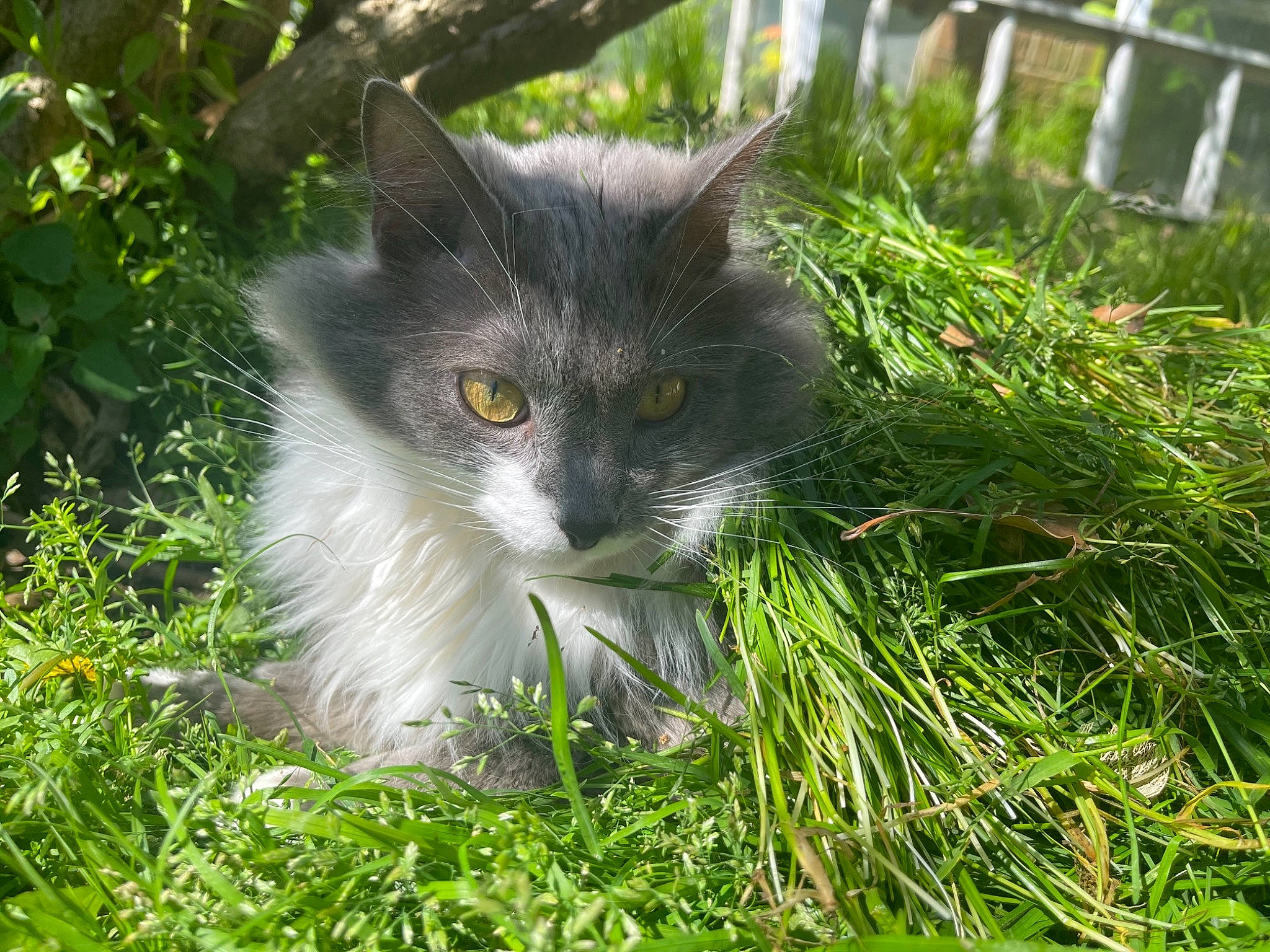 Cletus joined the competition — help win amazing prizes! carnivore, cat, domestic_short_haired_cat, eye, felidae, fence, fur, garden, grass, grass_family, groundcover, herb, herbaceous_plant, plant, shrub, small_to_medium_sized_cats, snout, tail, tree, whiskers