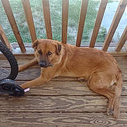 Ella joined the competition — help win amazing prizes! animal, bicycle_wheel, brown_fur, calm, canine, collar, daylight, dog, ears, fence, floor, grass, looking, nature, outdoor, paw, pet, relaxed, resting, wooden_deck