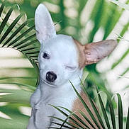 Ulys participe au concours pour gagner de l'argent avec cette photo : animal, animal_portrait, brown_patch, close_up, cute, dog, ears_up, green_leaves, nature, one_eye_closed, outdoor, palm_leaves, pet, plants, playful, portrait, puppy, small_dog, white_dog, winking