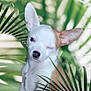 animal, animal_portrait, brown_patch, close_up, cute, dog, ears_up, green_leaves, nature, one_eye_closed, outdoor, palm_leaves, pet, plants, playful, portrait, puppy, small_dog, white_dog, winking