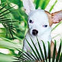 Ulys a rejoint le concours — aidez-le/la à gagner de superbes lots ! adorable, animal, closeup, cute, dog, ears, eyes, face, fur, greenery, leaves, nature, nose, outdoor, pet, plants, portrait, puppy, tropical, young