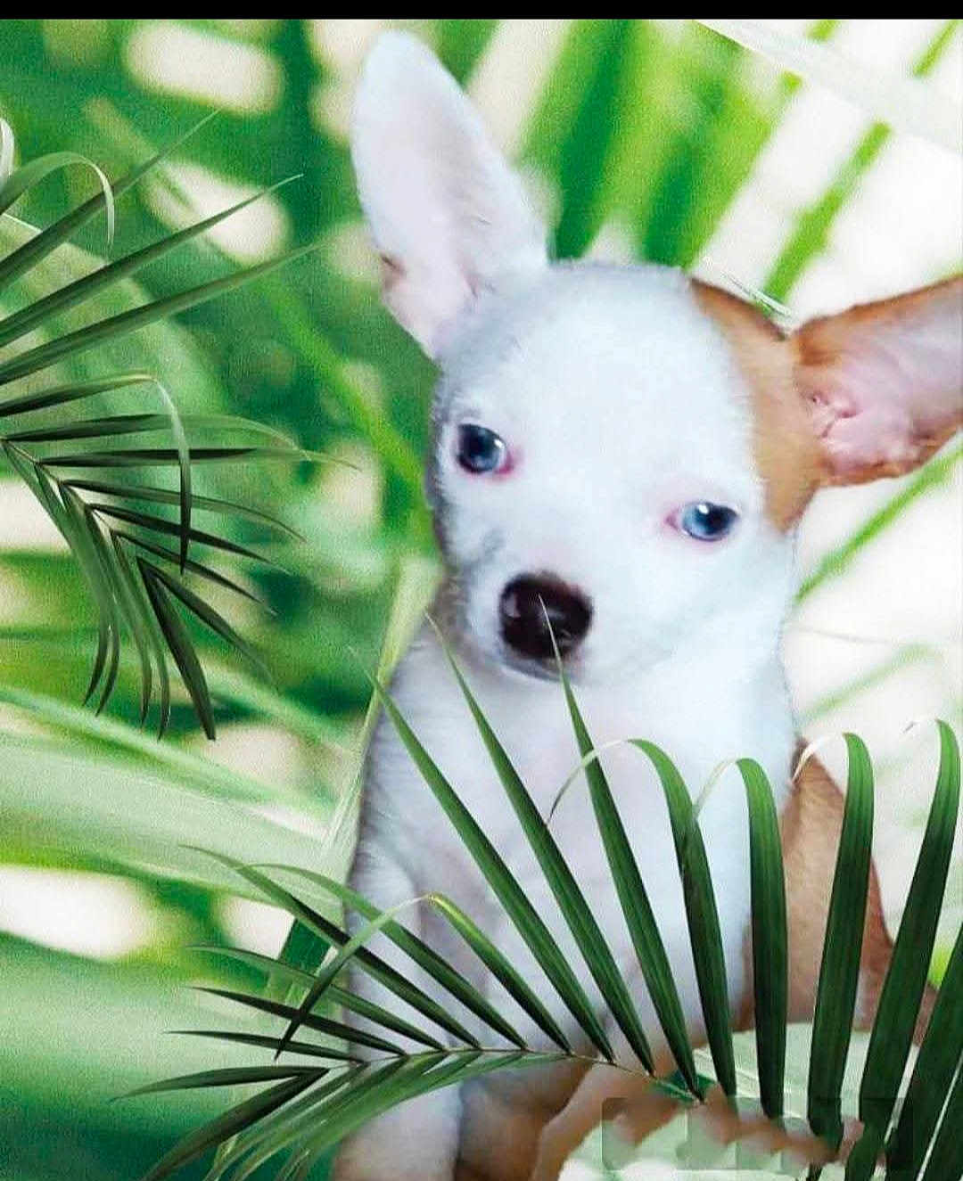 Ulys a rejoint le concours — aidez-le/la à gagner de superbes lots ! adorable, animal, closeup, cute, dog, ears, eyes, face, fur, greenery, leaves, nature, nose, outdoor, pet, plants, portrait, puppy, tropical, young