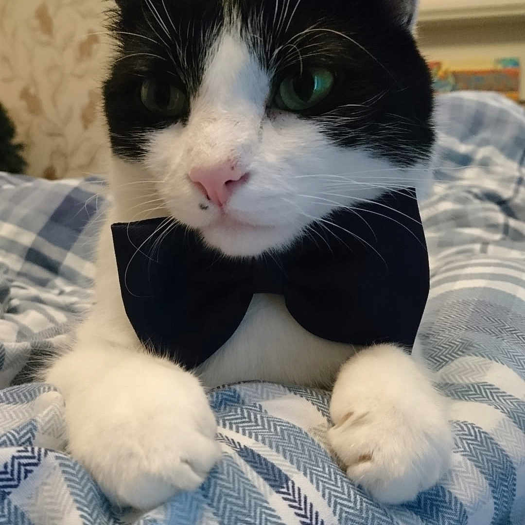 Dylan