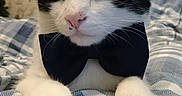 Dylan is registered to the contest to win money with this photo: cat, black_and_white, bow_tie, pet, feline, indoor, blanket, pattern, cozy, cute, close_up, whiskers, paws, portrait, animal, domestic, bedroom, decor, sleepy, relaxed