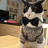 Dylan is registered to the contest to win money with this photo: cat, black_and_white, sweater, bow_tie, pet, domestic_animal, feline, table, indoor, kitchen, furniture, wood, clothing, animal_portrait, cute, pet_fashion, domestic_cat, sitting, fur, whiskers