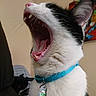 Dylan joined the competition — help win amazing prizes! cat, yawning, black_and_white, indoor, collar, pet, animal, feline, mouth_open, teeth, tongue, fur, whiskers, close_up, blue_collar, tag, domestic_cat, portrait, cute, sleepy