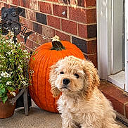 Gator is registered to the contest to win money with this photo: autumn, brick_wall, carpet, cat_statue, curly_fur, dog, doorstep, flower_pot, flowers, fluffy, garden, golden, home, outdoor, porch, portrait, pumpkin, puppy, sitting, sunlight
