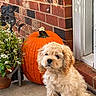 autumn, brick_wall, carpet, cat_statue, curly_fur, dog, doorstep, flower_pot, flowers, fluffy, garden, golden, home, outdoor, porch, portrait, pumpkin, puppy, sitting, sunlight