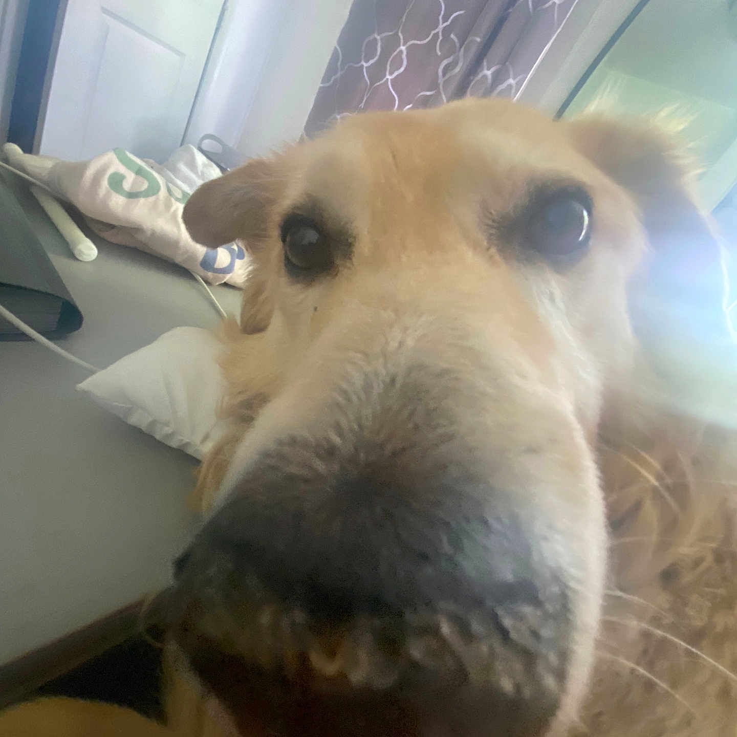 Monet joined the competition — help win amazing prizes! animal, canine, couch, cushion, desk, dog, furniture, goldenretriever, homedecor, hound, indoors, interiordesign, labradorretriever, linen, person, pet, puppy, table, whitedog, window