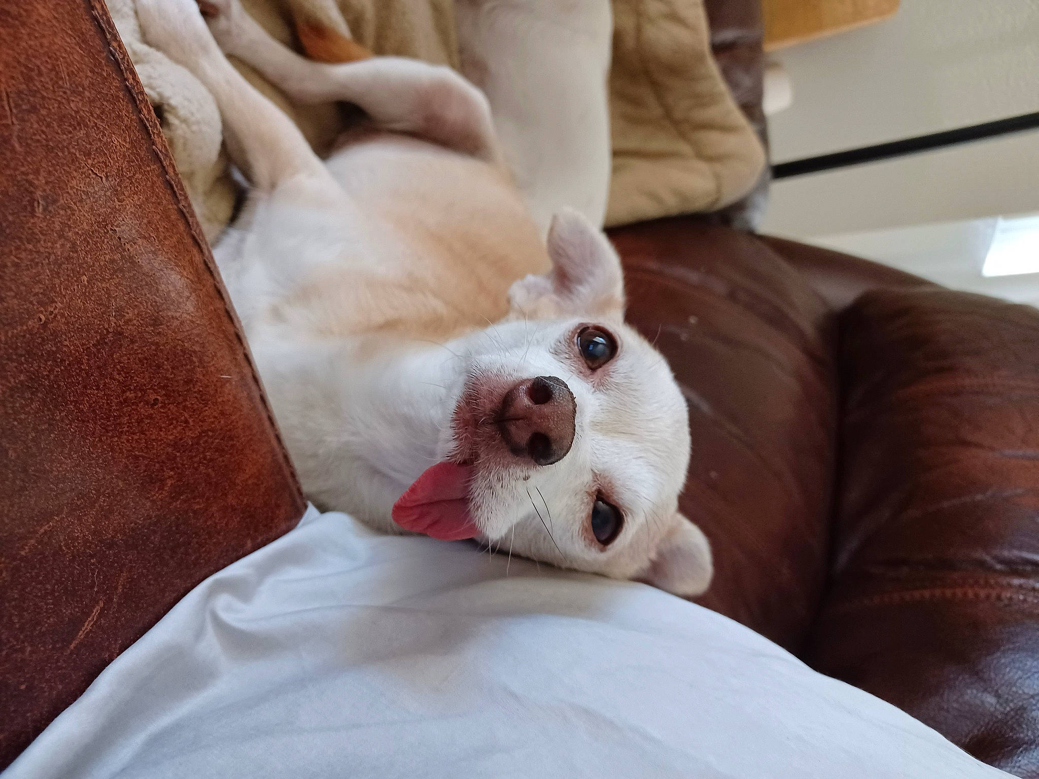 Chrissy joined the competition — help win amazing prizes! bedding, canidae, carnivore, comfort, companion_dog, couch, dog, dog_breed, fawn, felidae, fur, linens, nap, paw, small_to_medium_sized_cats, snout, sporting_group, toy_dog, whiskers, working_animal