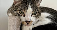 Yuzu joined the competition — help win amazing prizes! animal, cat, closeup, cozy, cute, domestic, ears, feline, furniture, household, indoor, nap, perch, pet, relaxed, resting, sleepy, soft, tabby, whiskers