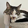 cat, tabby, pet, sleepy, relaxed, feline, animal, indoor, resting, closeup, cute, whiskers, ears, soft, furniture, perch, household, domestic, cozy, nap