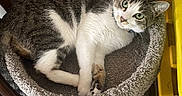 Yuzu joined the competition — help win amazing prizes! cat, tabby_cat, cat_bed, scratching_post, indoor, wood_floor, pet, feline, resting, curious_eyes, white_fur, gray_fur, carpeted_surface, yellow_container, chair_leg, domestic_animal, relaxed, looking_up, home, cozy
