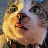 cat, close_up, tongue_out, collar, pet, whiskers, green_eyes, indoor, animal, feline, curious, face, portrait, tag, lighting, cute, expression, domestic_cat, ears, nose