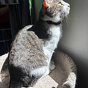 Yuzu is registered to the contest to win money with this photo: cat, sunlight, window, indoor, pet, feline, whiskers, fur, bed, cozy, relaxing, side_profile, domestic_animal, animal, soft_light, shadow, quiet, home, curiosity, resting