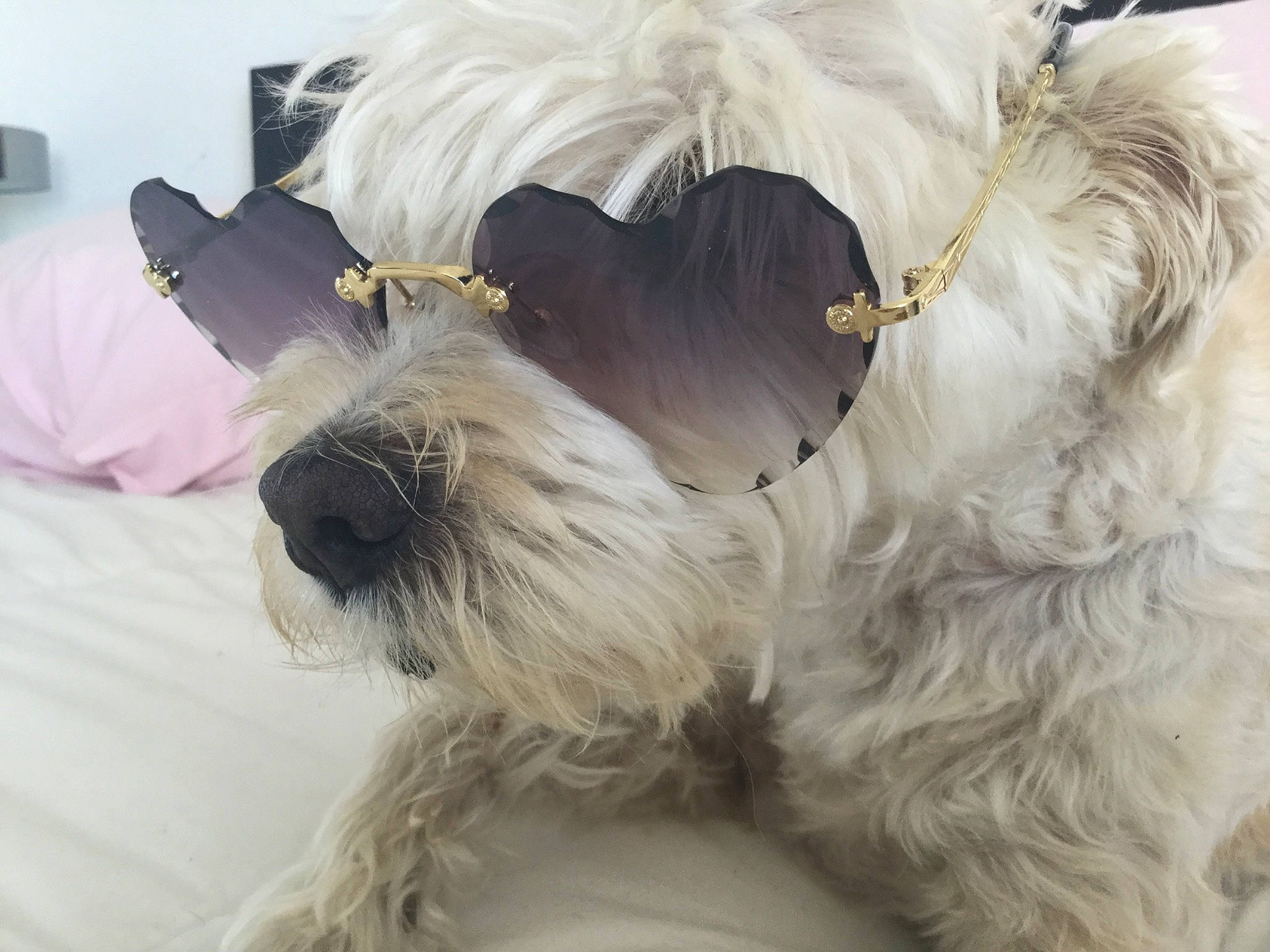 Dioudiou a rejoint le concours — aidez-le/la à gagner de superbes lots ! canidae, carnivore, companion_dog, dog, dog_breed, ear, fur, irish_soft_coated_wheaten_terrier, maltese, mammal, miniature_schnauzer, puppy, rare_breed_dog, schnauzer, sealyham_terrier, small_terrier, snout, sporting_group, terrier, west_highland_white_terrier