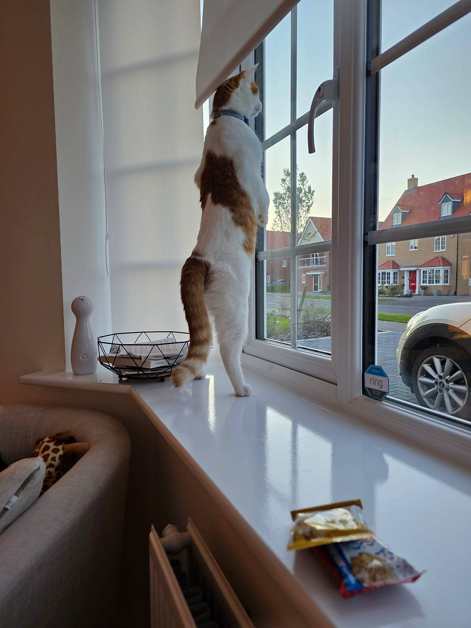 Norbert joined the competition — help win amazing prizes! art, building, car, ceiling, fawn, floor, flooring, hardwood, hat, interior_design, living_room, property, room, shade, shelving, sky, tire, wheel, window, wood