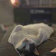 Auri joined the competition — help win amazing prizes! animal, blurred_background, cat, couch, cozy, cute, domestic, eyes, feline, fur, home, indoor, lying_down, mammal, pet, relaxed, resting, sleepy, soft_light, whiskers