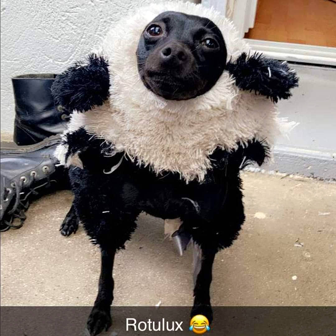 Rotule participe au concours pour gagner de l'argent avec cette photo : ball, carnivore, companion_dog, couch, dog, dog_breed, fashion_accessory, feather, fur, hat, metal, personal_protective_equipment, selfie, snout, sporting_group, tail, toy, toy_dog, whiskers, working_animal