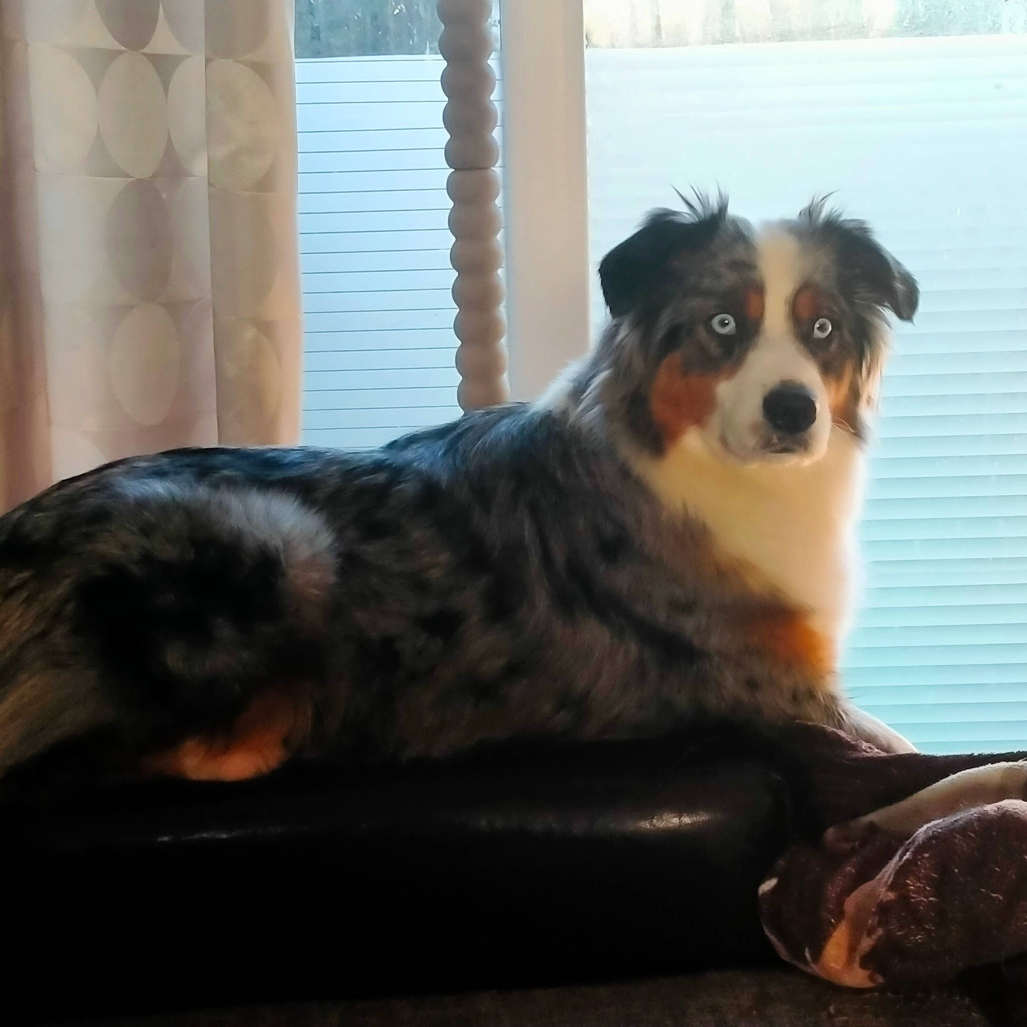 Talia a rejoint le concours — aidez-le/la à gagner de superbes lots ! bored, canidae, carnivore, comfort, companion_dog, dog, dog_breed, fur, pet_supply, snout, sporting_group, tail, terrestrial_animal, toy_dog, whiskers, working_animal, working_dog