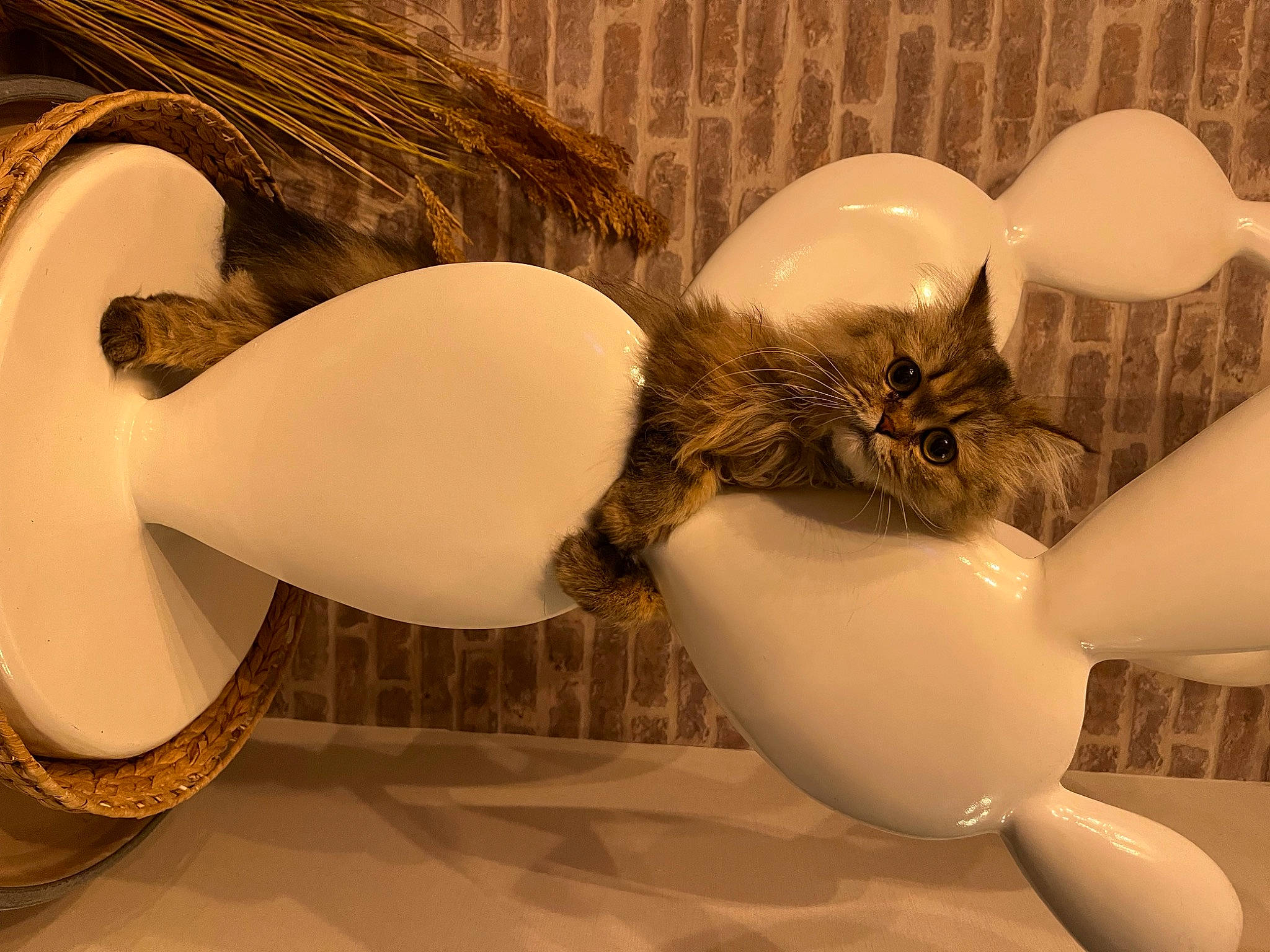 Tresor a rejoint le concours — aidez-le/la à gagner de superbes lots ! abdomen, art, feather, felidae, fur, human_leg, interior_design, lamp, light_fixture, ornament, porcelain, room, serveware, small_to_medium_sized_cats, still_life_photography, tail, thigh, toy, whiskers, wood