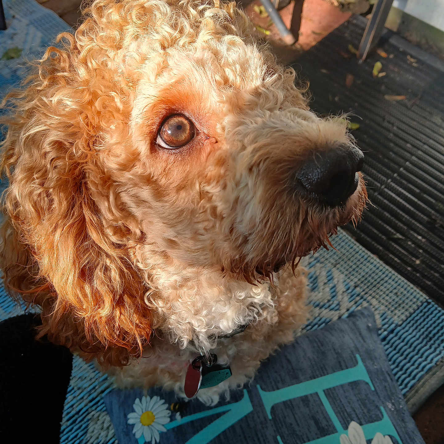 Fozzie