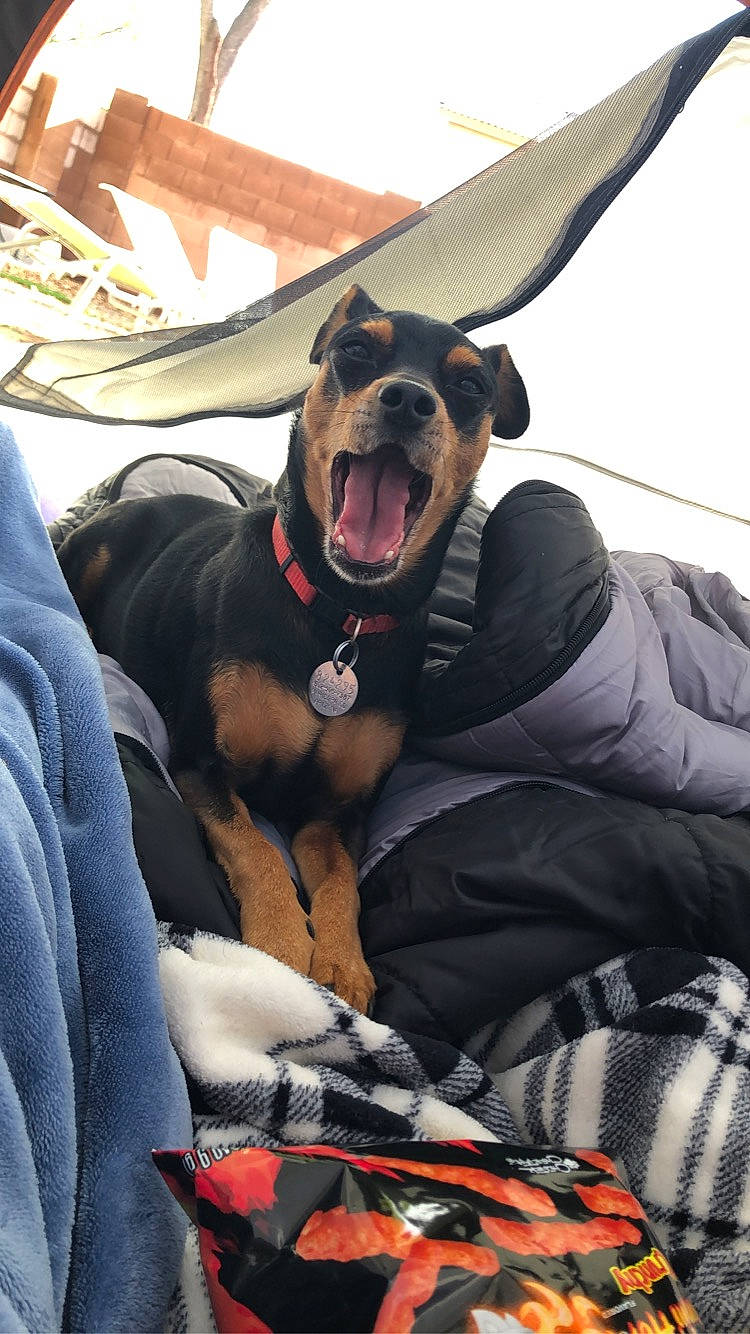 Elvis is registered to the contest to win money with this photo: canidae, carnivore, companion_dog, dobermann, dog, dog_breed, fawn, guard_dog, rottweiler, snout