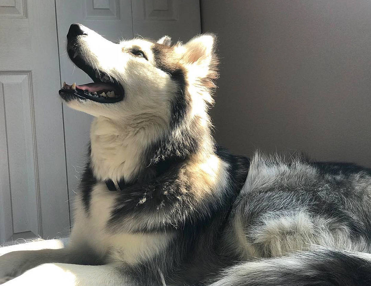 Achitaka a rejoint le concours — aidez-le/la à gagner de superbes lots ! alaskan_malamute, canadian_eskimo_dog, canidae, carnivore, czechoslovakian_wolfdog, dog, dog_breed, greenland_dog, jamthund, mammal, native_american_indian_dog, northern_inuit_dog, sakhalin_husky, seppala_siberian_sleddog, siberian_husky, snout, tamaskan_dog, vertebrate, west_siberian_laika, wolfdog