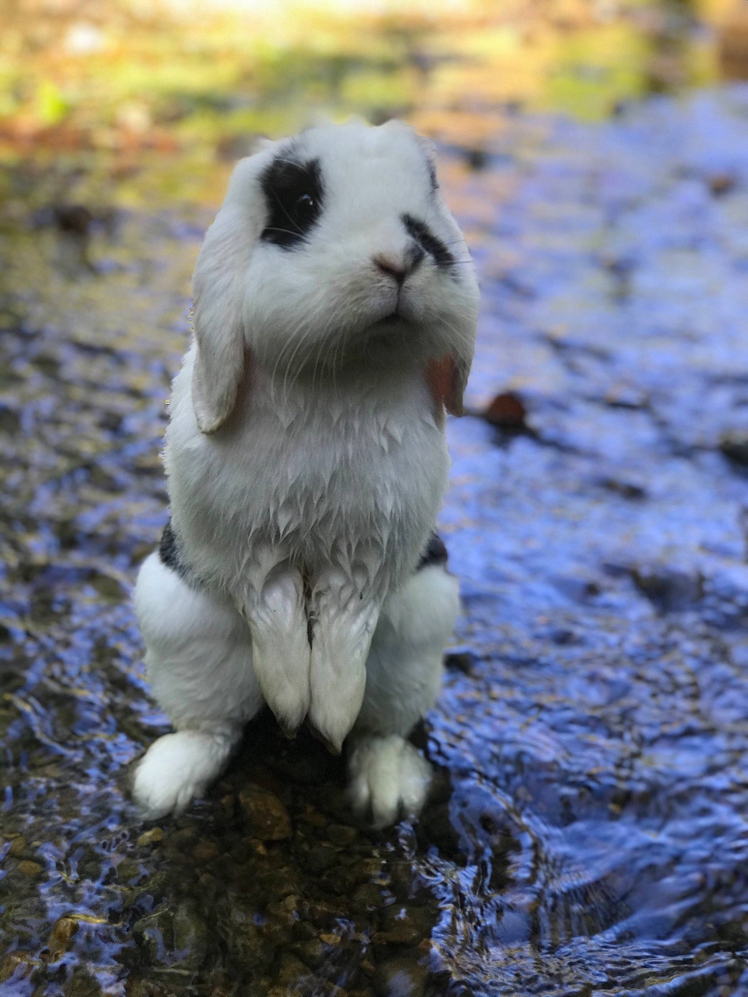 Plume participe au concours pour gagner de l'argent avec cette photo : adaptation, domestic_rabbit, fawn, hare, rabbit, rabbits_and_hares, snout, whiskers