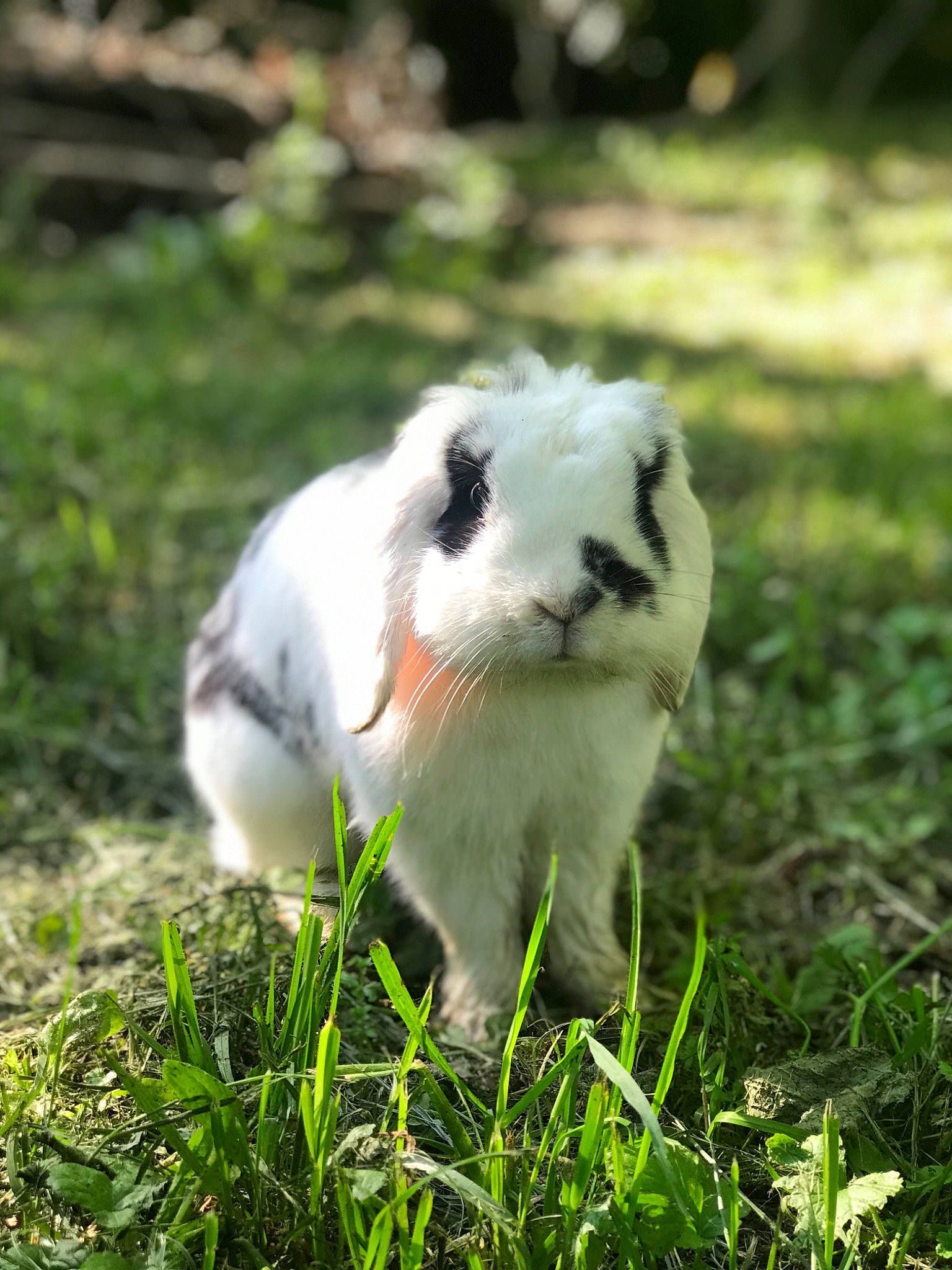 Plume participe au concours pour gagner de l'argent avec cette photo : adaptation, domestic_rabbit, grass, hare, pasture, plant, rabbit, rabbits_and_hares, wildlife
