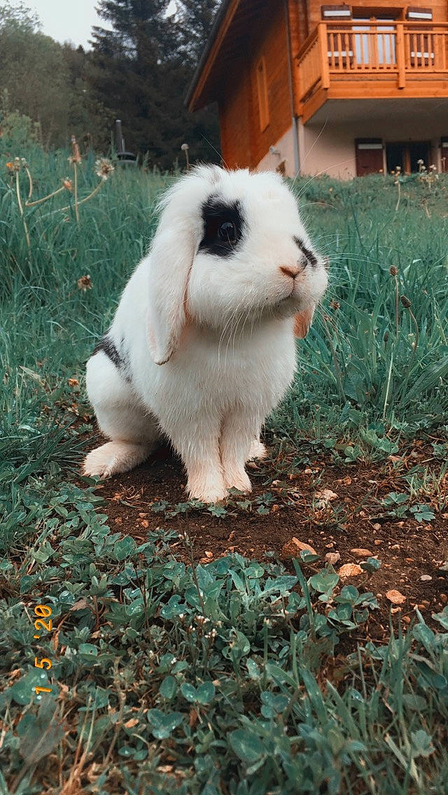 Plume participe au concours pour gagner de l'argent avec cette photo : angora_rabbit, domestic_rabbit, fur, grass, mammal, plant, rabbit, rabbits_and_hares