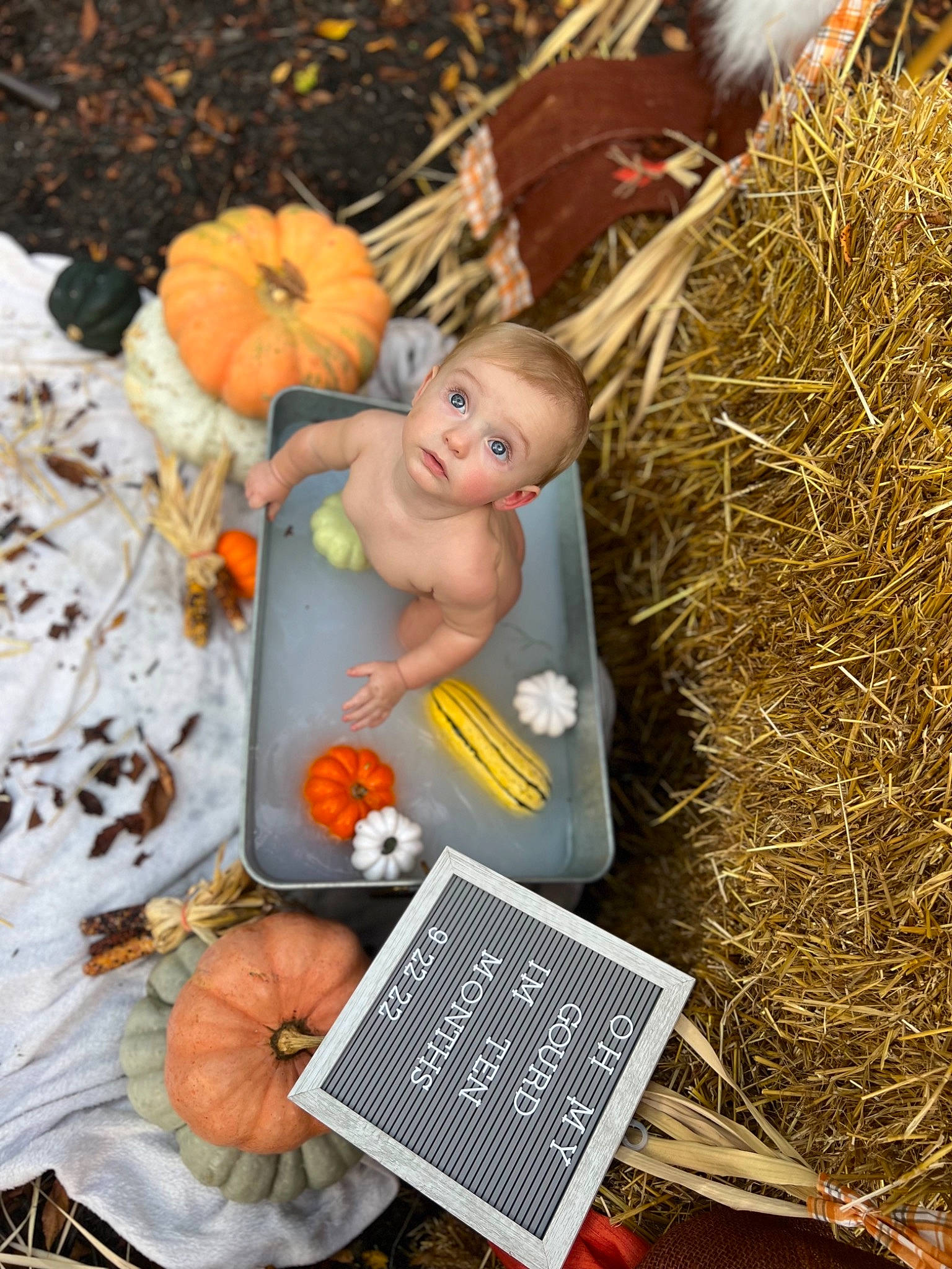 Landen is registered to the contest to win money with this photo: adaptation, art, calabaza, child, cucurbita, doll, gourd, grass, happy, local_food, natural_foods, people_in_nature, person, plant, pumpkin, soil, squash, surprise, toy, vegetable