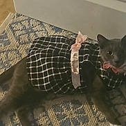 Dumpling joined the competition — help win amazing prizes! cat, gray_cat, pet, animal, rug, floor, tile_floor, clothing, dress, bow, pink_bow, black_and_white, patterned_rug, indoor, curious, one_eye_visible, paw, feline, cute, costume