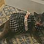 cat, gray_cat, pet, animal, rug, floor, tile_floor, clothing, dress, bow, pink_bow, black_and_white, patterned_rug, indoor, curious, one_eye_visible, paw, feline, cute, costume