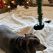 Diggity joined the competition — help win amazing prizes! dog, dachshund, christmas_tree, tree_skirt, holiday_lights, indoor, pet, collar, brown_dog, decorations, festive, relaxing, floor, animal, christmas, canine, resting, home, seasonal, lights