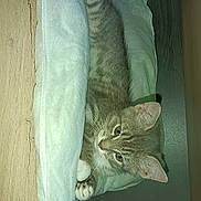 Adibou participe au concours pour gagner de l'argent avec cette photo : cat, tabby, towel, wood, paws, feline, indoor, resting, cubicle, curious, pet, animal, cozy, fur, whiskers, ears, cute, relaxed, small, comfortable