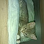 cat, tabby, towel, wood, paws, feline, indoor, resting, cubicle, curious, pet, animal, cozy, fur, whiskers, ears, cute, relaxed, small, comfortable