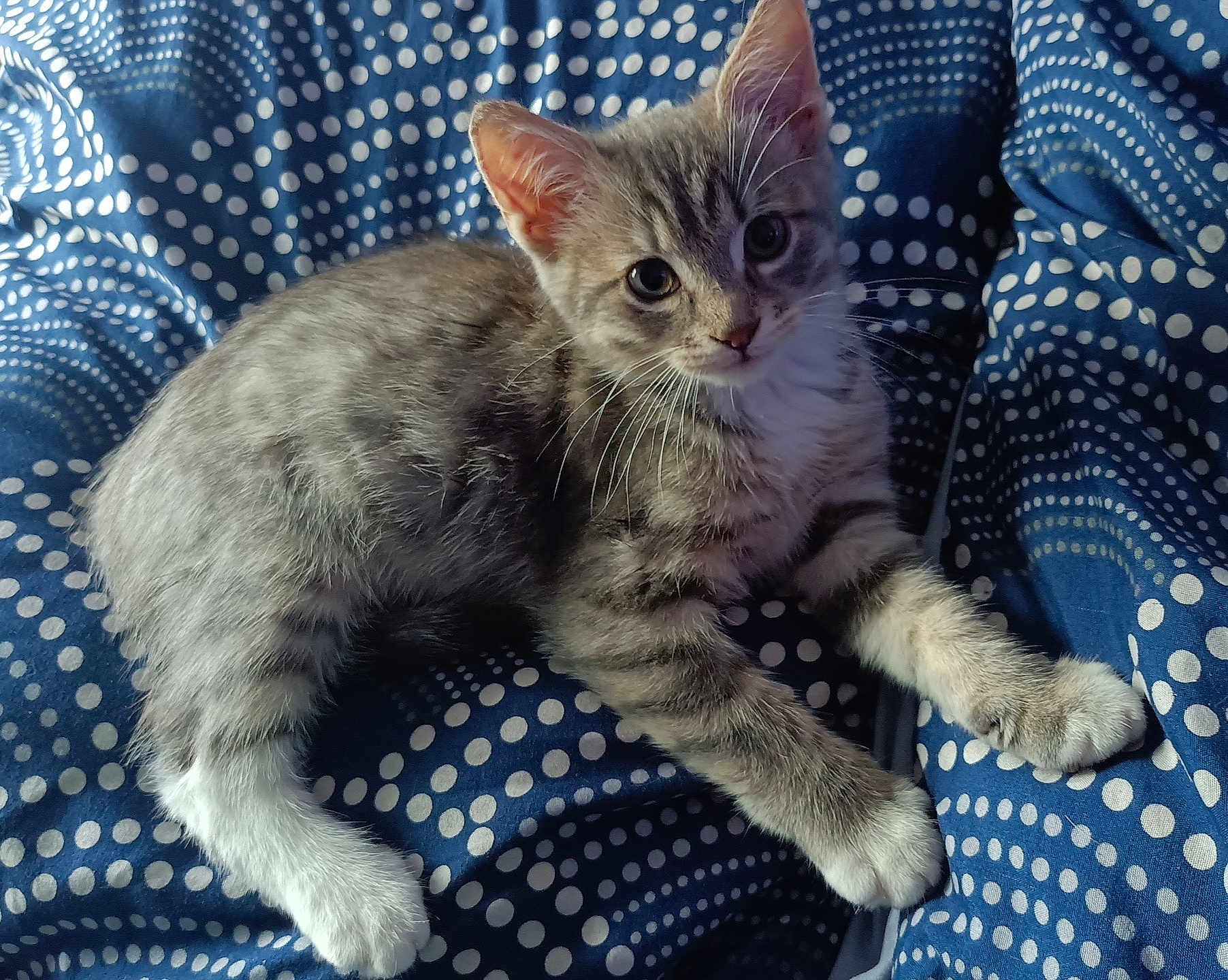 Adibou participe au concours pour gagner de l'argent avec cette photo : kitten, cat, gray_tabby, white_paws, pet, animal, cute, feline, young_cat, lying_down, blue_blanket, patterned_blanket, indoor, whiskers, ears, fur, curious, resting, close_up, paw