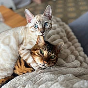 áro participe au concours pour gagner de l'argent avec cette photo : cats, cat, kitten, feline, cuddling, sleeping, blue_eyes, green_eyes, spotted_coat, striped_coat, brown_cat, cream_cat, indoor, blanket, bed, cozy, pet, portrait, closeup, home