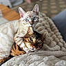 cats, cat, kitten, feline, cuddling, sleeping, blue_eyes, green_eyes, spotted_coat, striped_coat, brown_cat, cream_cat, indoor, blanket, bed, cozy, pet, portrait, closeup, home
